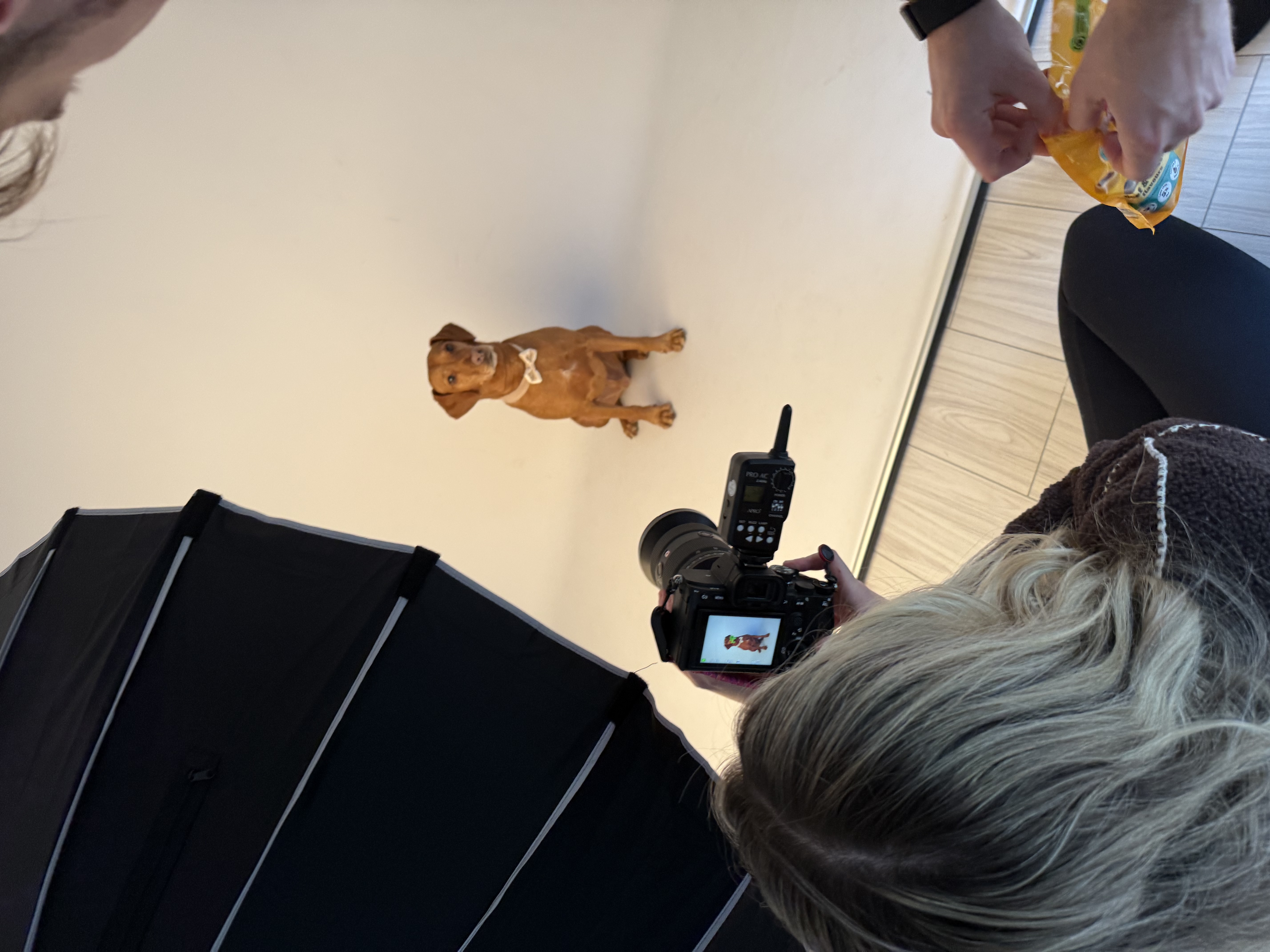 Behind the scenes dog photography shoot